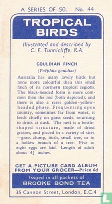 Gouldian Finch - Image 2