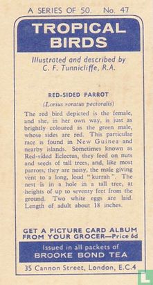 Red-Sided Parrot - Image 2