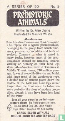 Mandasuchus - Bild 2