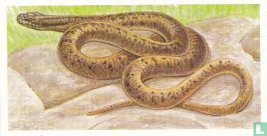 Smooth Snake - Image 1