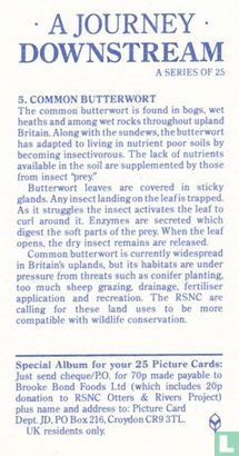 Common Butterwort - Afbeelding 2