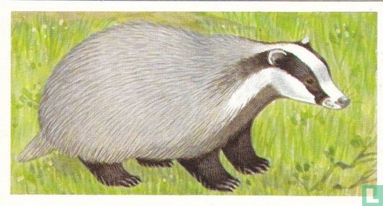The Badger - Afbeelding 1