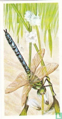 Emperor Dragonfly - Image 1