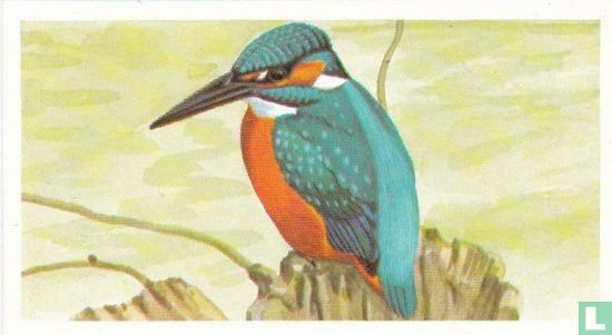 The Kingfisher - Image 1