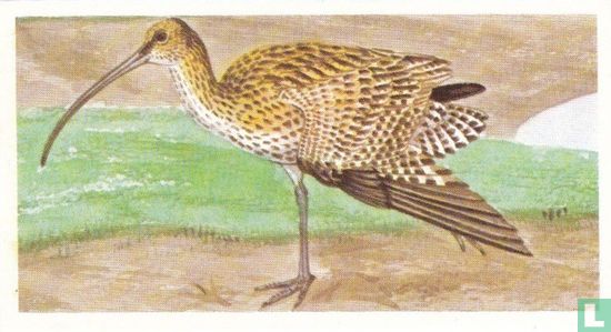 The Curlew - Image 1