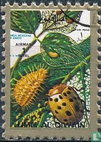 Insects (small size)   