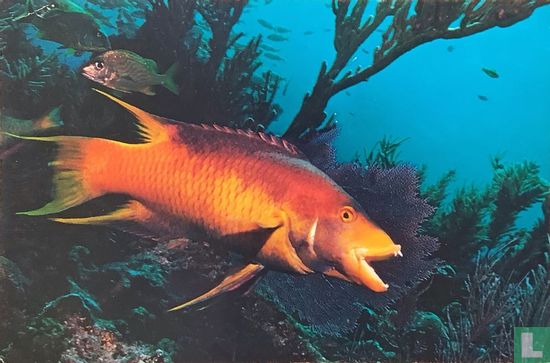 Spanish hogfish - Afbeelding 1