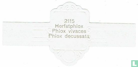 Herfstphlox - Phlox decussata - Afbeelding 2