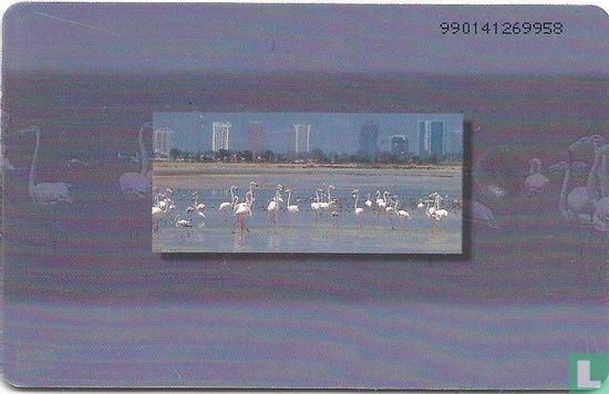 Flamingos in the UAE. - Afbeelding 1