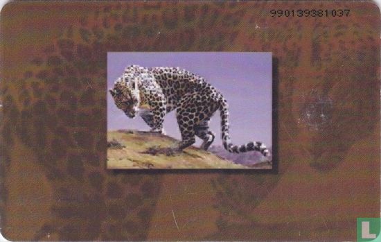 Arabian Leopard - Afbeelding 1