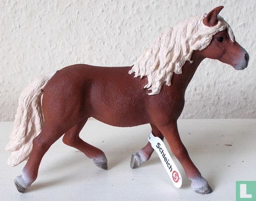 Haflinger hengst