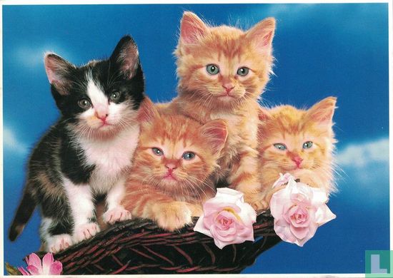 Kittens in mand met rozen - Image 1