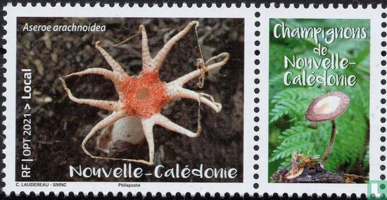 Nieuw-Caledonische paddenstoel