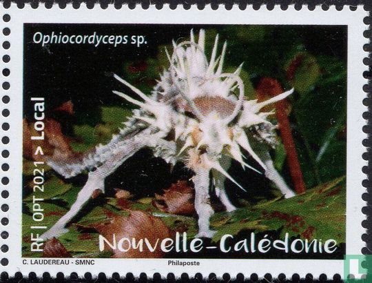 Neukaledonischer Pilz