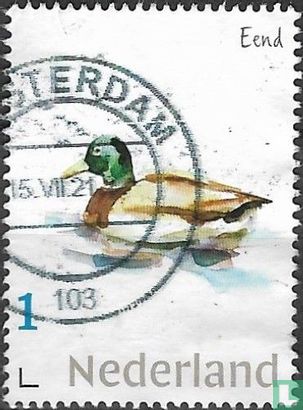 Niederländische Wasservögel - Ente