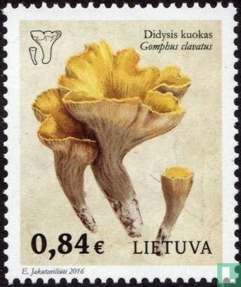 Champignons 