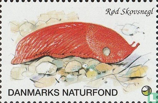 Rød Skovsnegl (Rode bosslak)