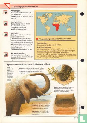 Afrikaanse olifant - Image 2
