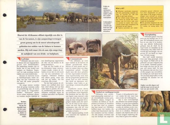 Afrikaanse olifant - Image 3