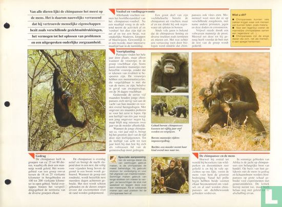 Chimpansee - Bild 3