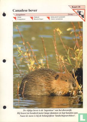 Canadese bever - Image 1