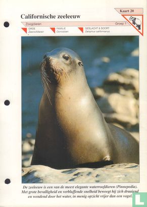 Californische zeeleeuw - Image 1