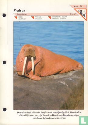 Walrus - Afbeelding 1