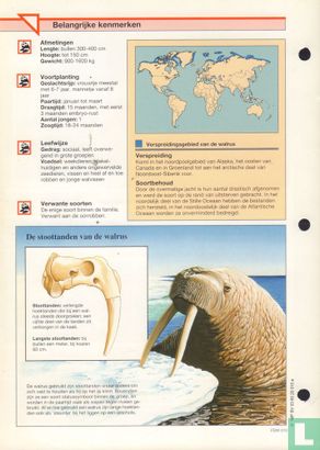 Walrus - Afbeelding 2