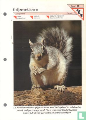 Grijze eekhoorn - Afbeelding 1