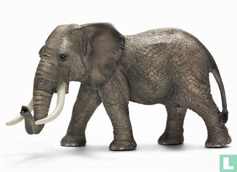 Afrikaanse olifant stier