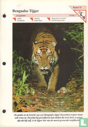 Bengaalse tijger - Image 1