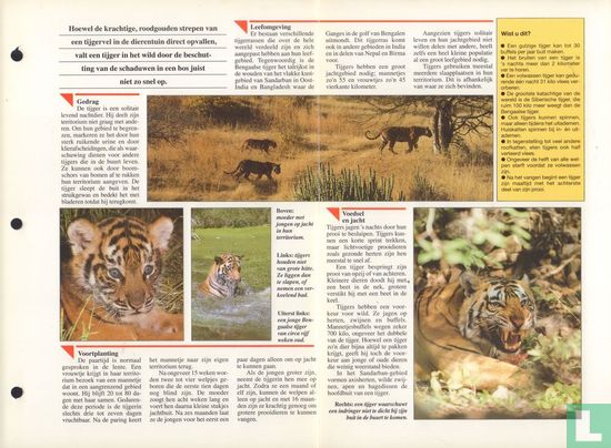 Bengaalse tijger - Image 3