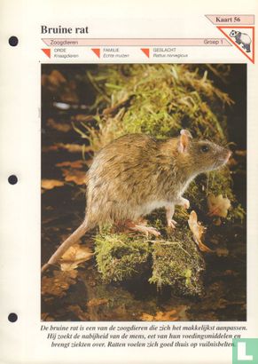 Bruine rat - Image 1