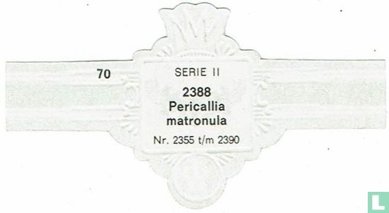 Pericallia matronula - Bild 2