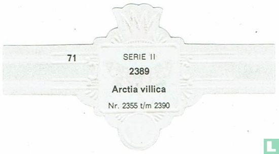 Arctia villica - Bild 2