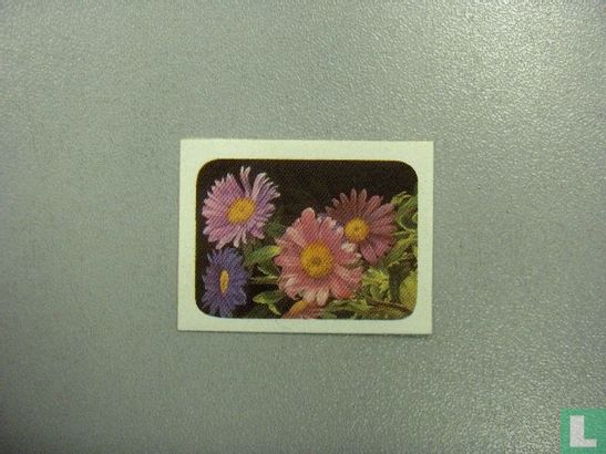 Chinese Aster - Image 1