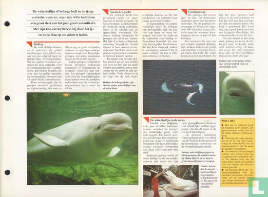 Witte dolfijn - Afbeelding 3