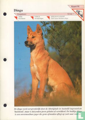 Dingo - Bild 1