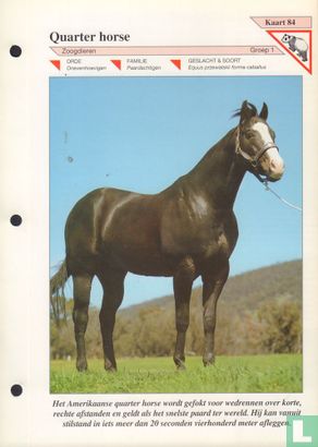 Quarter horse - Afbeelding 1