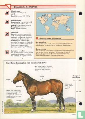 Quarter horse - Afbeelding 2