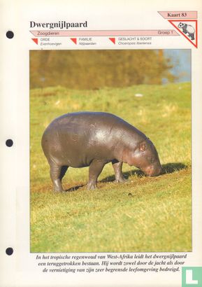 Dwergnijlpaard - Image 1