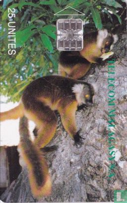Lémuriens Madagascar - Image 1