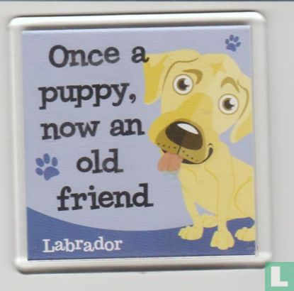 Labrador dog - Bild 1