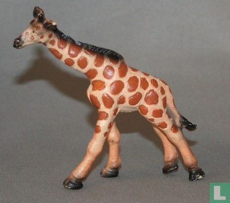 Giraffenkalb - Bild 1