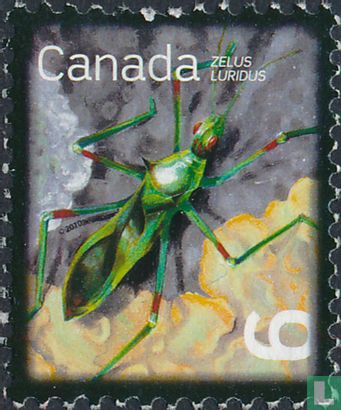 Pale Green Assasin Bug