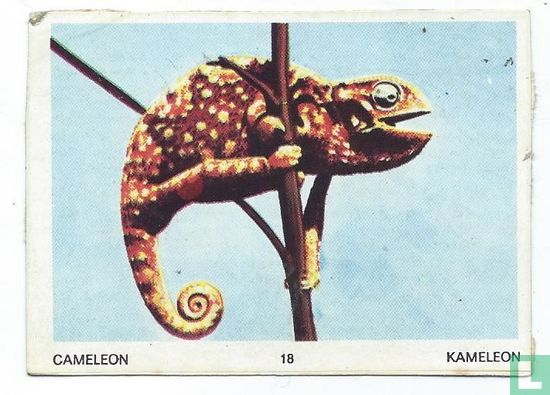 Kameleon - Image 1