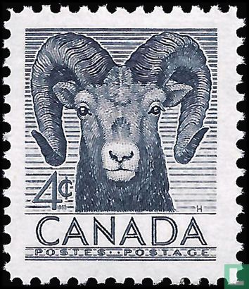 Mouflon canadien