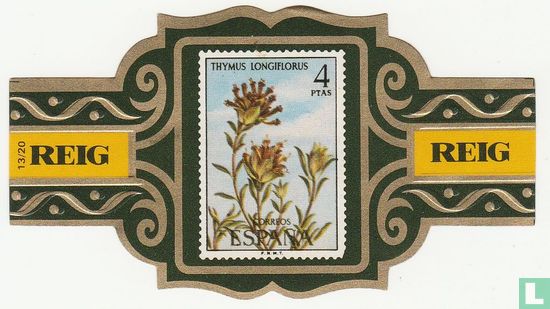 Thymus Longiflorus - Afbeelding 1