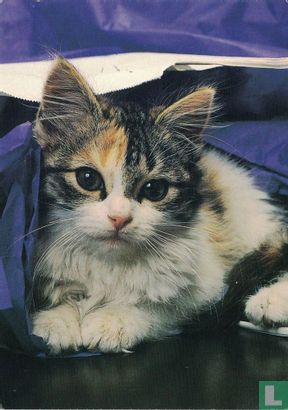 papier neef nabootsen Lapjeskat kitten - Muva Greetings (logo) - LastDodo