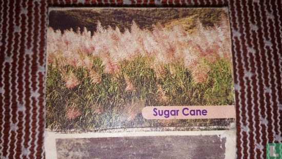 Pearl sugar cane - Image 1